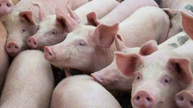 Bộ NN&PTNT quyết liệt ngăn chặn tái phát dịch tả lợn Châu Phi