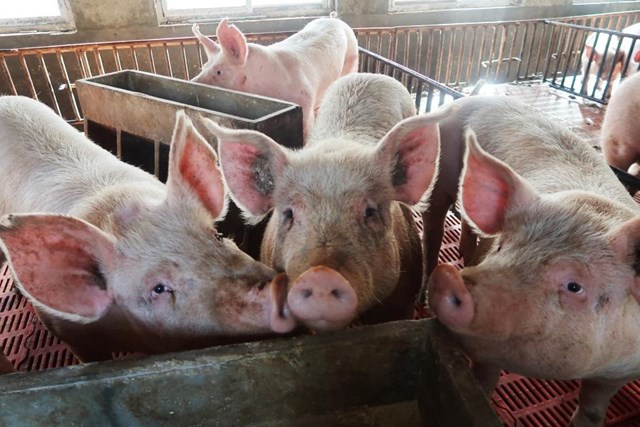 Số lợn nuôi của Trung Quốc có thể giảm 50%