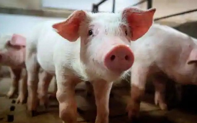 Bloomberg: Công ty hàng không này lãi lớn nhờ… chở lợn cho Trung Quốc