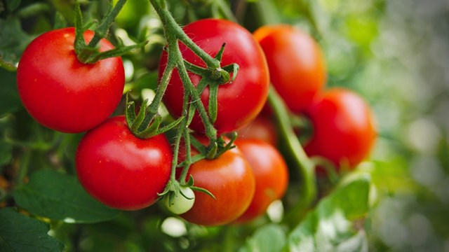 Tình hình sản xuất và giá cả mặt hàng cà chua trên thị trường thế giới