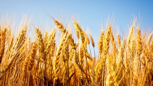 Triển vọng thị trường lúa mì có nhiều bất trắc