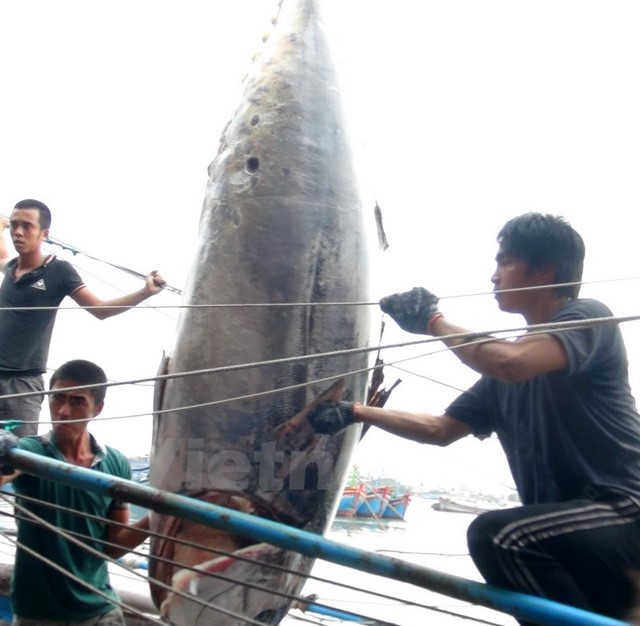 Cận cảnh cá ngừ quý hiếm 307kg ngư dân Khánh Hòa câu được