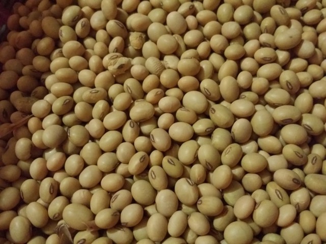 Khả năng Trung Quốc sẽ lại mua đậu tương của Mỹ