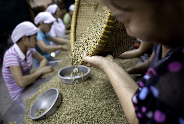 Thế giới thiếu cà phê, dự trữ robusta của Việt Nam cao nhất 5 năm