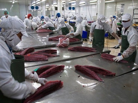 Xuất khẩu cá ngừ sang Nga tăng đột biến