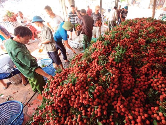 Xuất khẩu nông sản có dấu hiệu hồi phục
