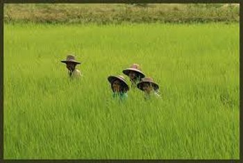 Thái Lan để mắt đến lĩnh vực sản xuất lúa gạo của Myanmar