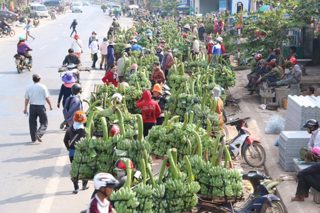 Trung Quốc ngưng mua, giá chuối giảm mạnh