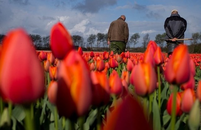 Nga dọa cấm nhập khẩu hoa Hà Lan