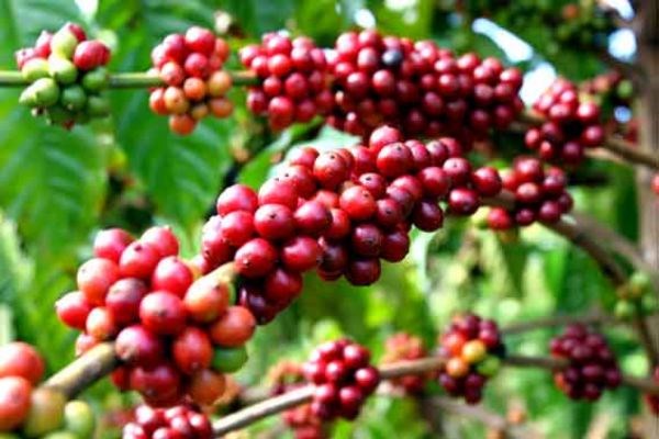 Bản tin ngày 24/7: Giá cà phê trong nước giảm mạnh theo giá quốc tế