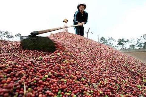 Giá cà phê trong nước giảm 500 nghìn/tấn cùng đà lao dốc của hàng hóa thế giới
