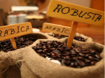 Giá cà phê Arabica thấp nhất 1,5 năm