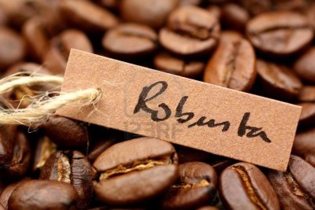 Giá cà phê trong nước tăng 300 nghìn/tấn