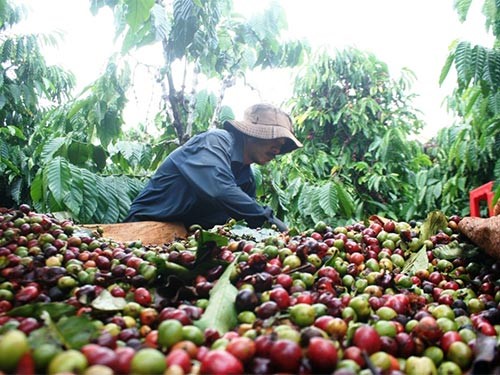 Giá cà phê trong nước tăng 400 nghìn/tấn, giá arabica cao nhất 3 tuần