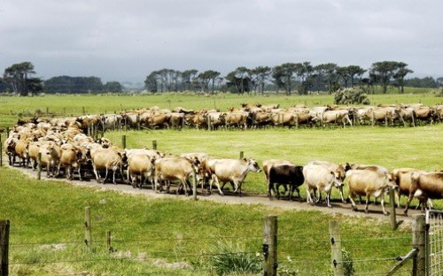 Khủng hoảng sữa New Zealand làm chậm TPP
