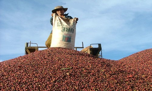 Đầu tuần, giá cà phê trong nước tăng 700 nghìn/tấn