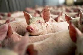 Thịt lợn Mỹ bị cấm vào Trung Quốc do nhiễm chất tạo nạc