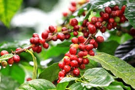 Giá cà phê Tây Nguyên giảm 200 nghìn/tấn