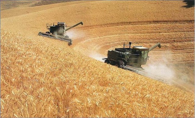 Cuộc chiến lúa mì: Mỹ yếu thế, Nga ngày càng mạnh mẽ