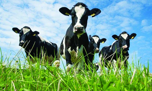 Sữa bò Mỹ bị cấm nhập khẩu ở châu Âu