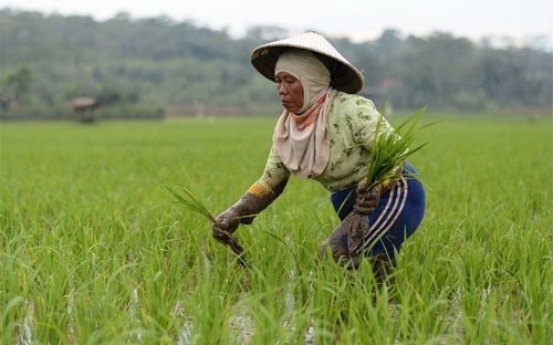 Giá gạo toàn cầu sắp tăng 15-20% do El Nino