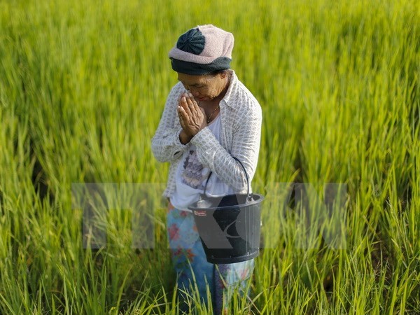 Chính phủ Thái Lan kêu gọi ngừng trồng lúa trên cả nước