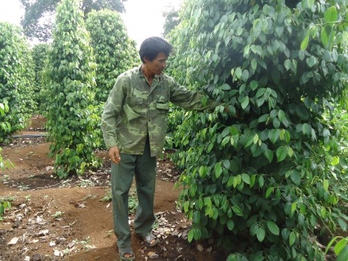 Phú Yên: Nông dân ồ ạt phá mía, sắn để trồng tiêu 