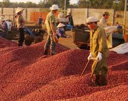 Xuất khẩu cà phê của Việt Nam những tháng cuối năm không khả quan