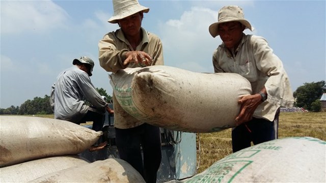 Hợp đồng xuất khẩu gạo đã ký đạt gần 5,7 triệu tấn