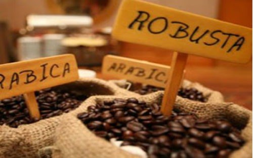 Tuần 12-16/10: Giá cà phê tăng mạnh do khô hạn