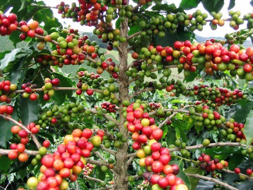 Giá cà phê trong nước giảm tiếp 300 nghìn đồng/tấn ngày 3/11