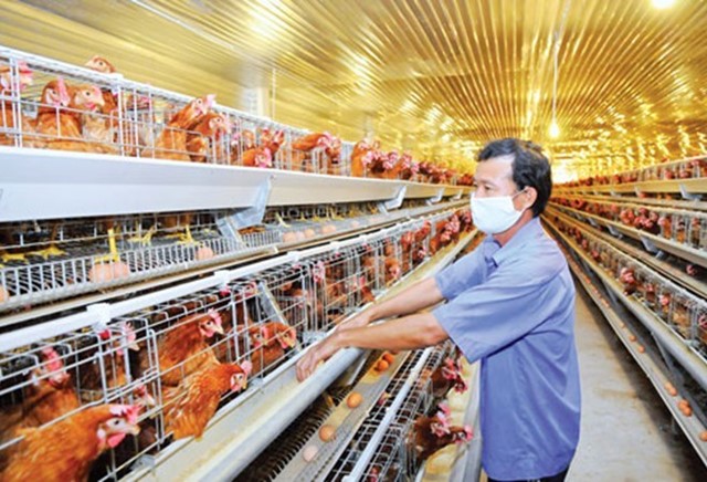 Việt Nam bắt buộc phải cải cách để khai thác cơ hội từ TPP