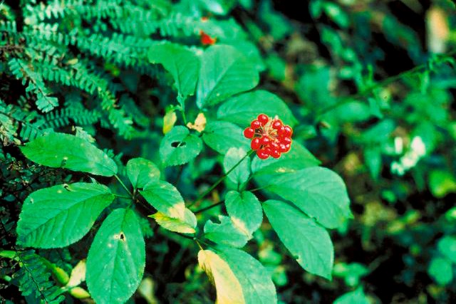 Quảng Nam đầu tư gần 10.000 tỷ đồng trồng sâm Ngọc Linh