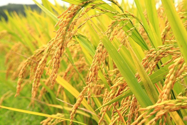 Tổng hợp tin thị trường gạo ngày 18/8