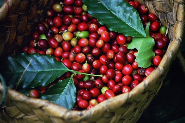 Thị trường cà phê Việt Nam: Giá trong nước chạm mức cao 11 tuần, kinh doanh ổn định