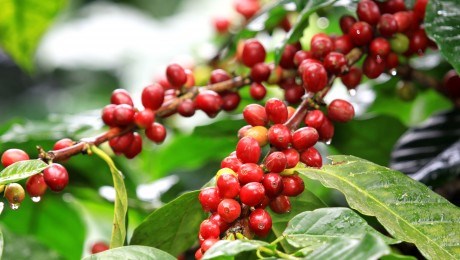 Xuất khẩu cà phê Việt Nam có thể giảm 25% trong năm 2016