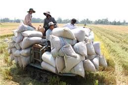 Bãi bỏ Quy hoạch Thương nhân kinh doanh xuất khẩu gạo