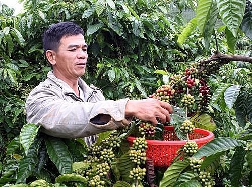 Tín hiệu vui từ ngành cà phê Việt Nam 