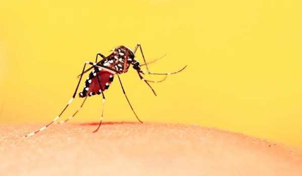Bộ Y tế hướng dẫn chẩn đoán, điều trị sốt xuất huyết Dengue