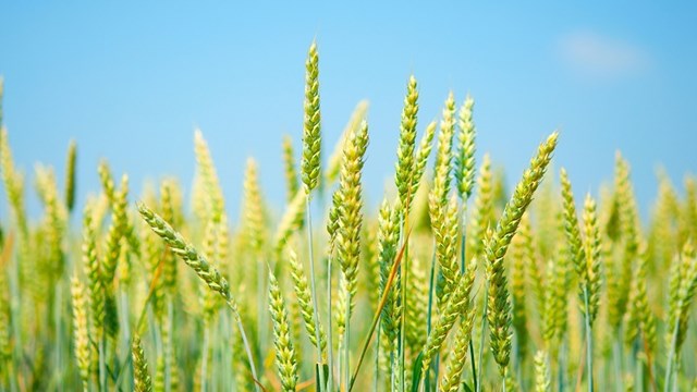 Lúa mì nhập khẩu từ Mỹ tăng cả về lượng và trị giá trong 3 tháng đầu năm 2020