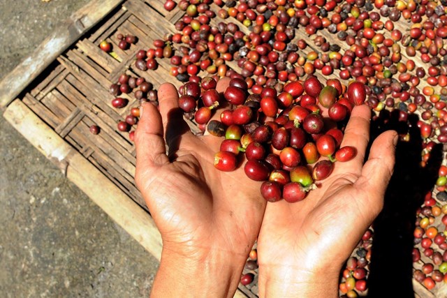 Hạn hán kéo dài gây thiệt hại lớn cho người trồng cà phê Brazil