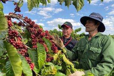 Cà phê Robusta Việt Nam không theo đuổi mục tiêu số 1 TG về sản lượng, năng suất