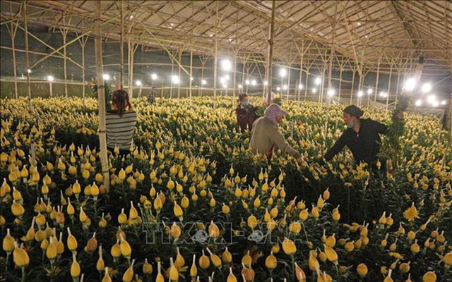 Chuẩn bị hơn 1.500 ha hoa Đà Lạt cho Tết Nguyên đán