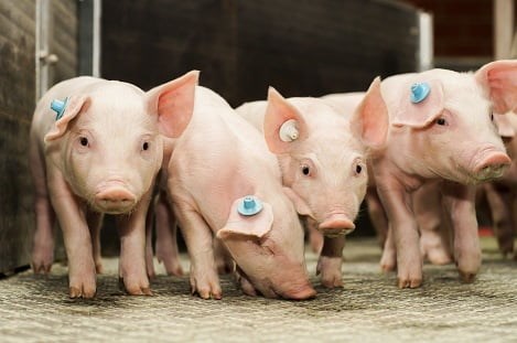 Trung Quốc: Giá lợn giảm, nguồn cung tăng cao