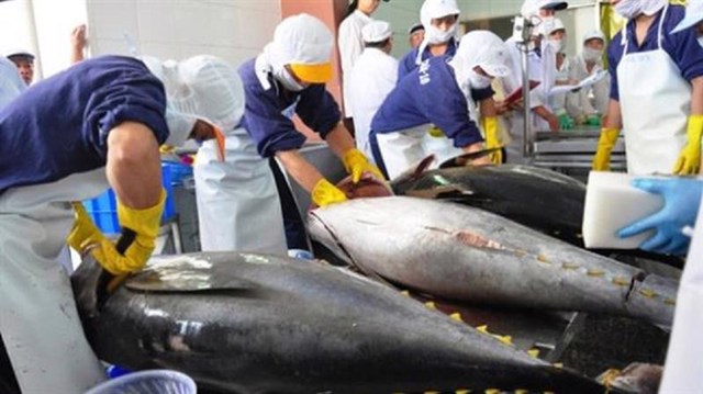 Xuất khẩu cá ngừ tăng mạnh tại thị trường Mỹ và châu Âu