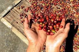 Việt Nam có thể gia tăng thị phần xuất khẩu cà phê khi thủ phủ Brazil mất mùa?