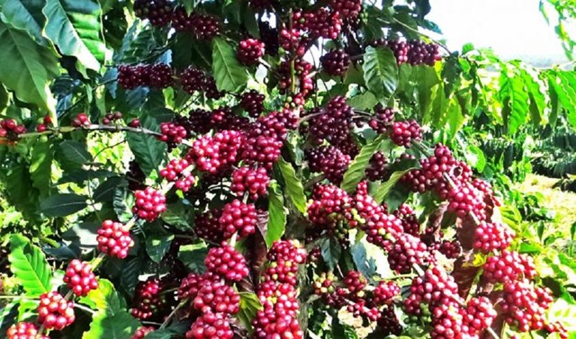 Giải pháp nâng cao chất lượng xuất khẩu cà phê Việt