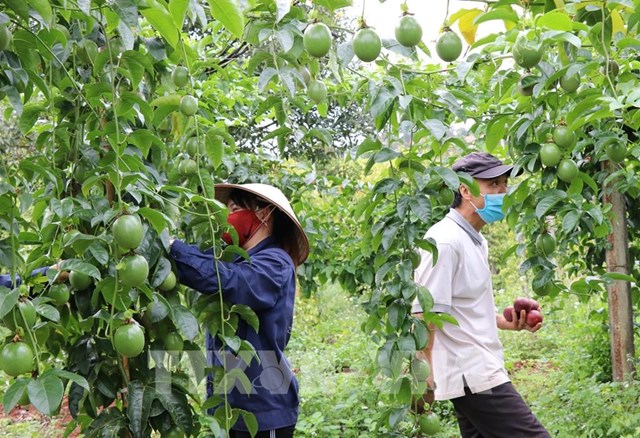 Liên kết cùng doanh nghiệp đưa nông sản Việt ra thế giới