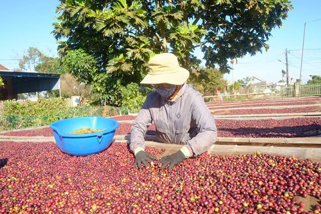 Giá cà phê đột ngột giảm nhẹ dù nhiều nước châu Á, trong đó có Trung Quốc tăng tốc thu gom