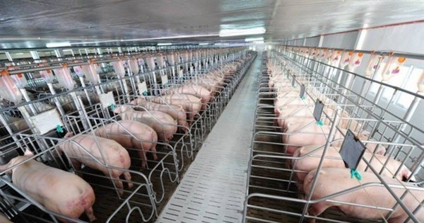 Đan Mạch hợp tác cùng Việt Nam xây dựng chuỗi giá trị thịt lợn